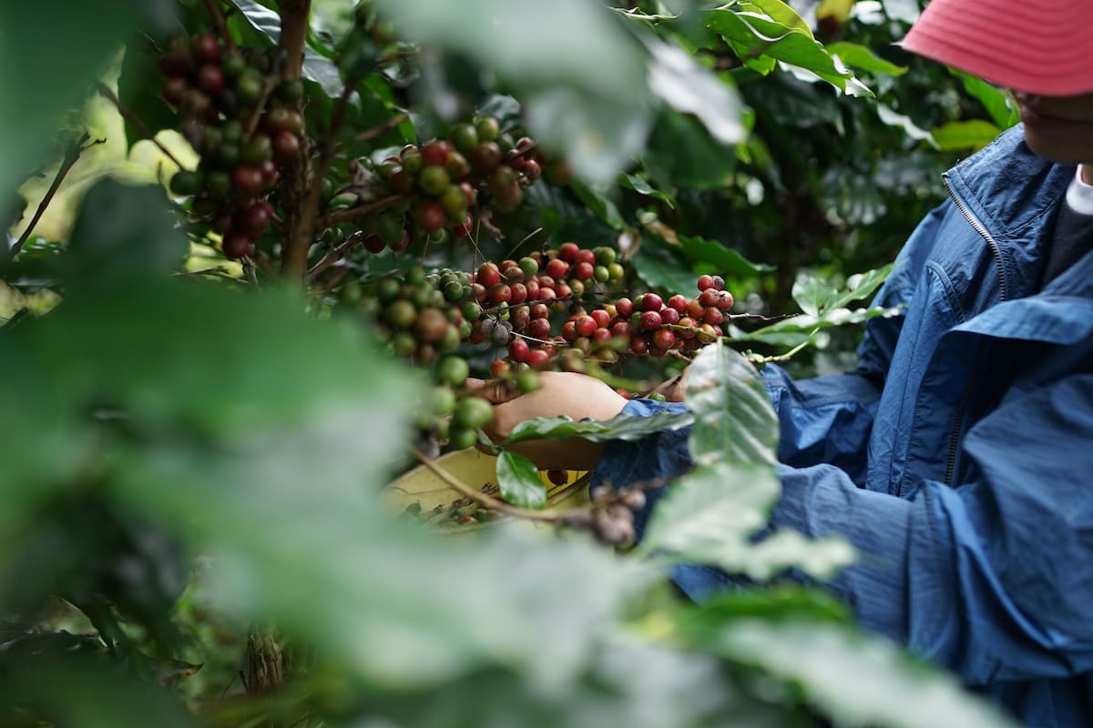 Farmer hand-picking ripe red coffee cherries from coffee plants on the Barbosa family farm in Cerrado Mineiro, Brazil.